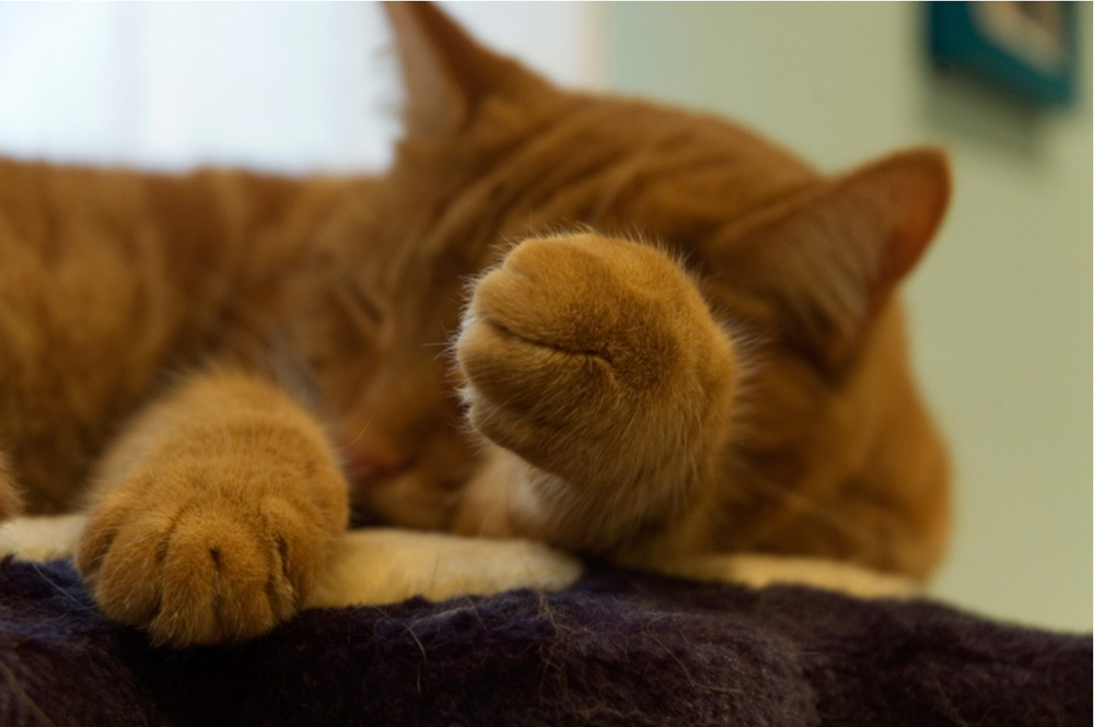 Fotografie von AlastairI für DesignCrowd (Community Contests) | Design #8980721