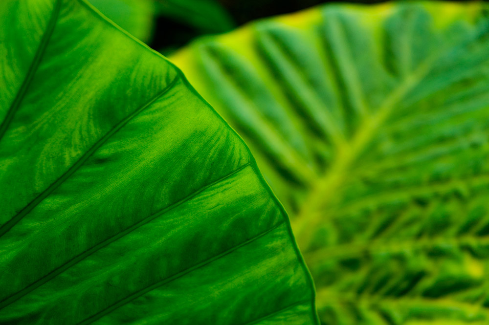 Fotografie von AlastairI für DesignCrowd (Community Contests) | Design #8977742