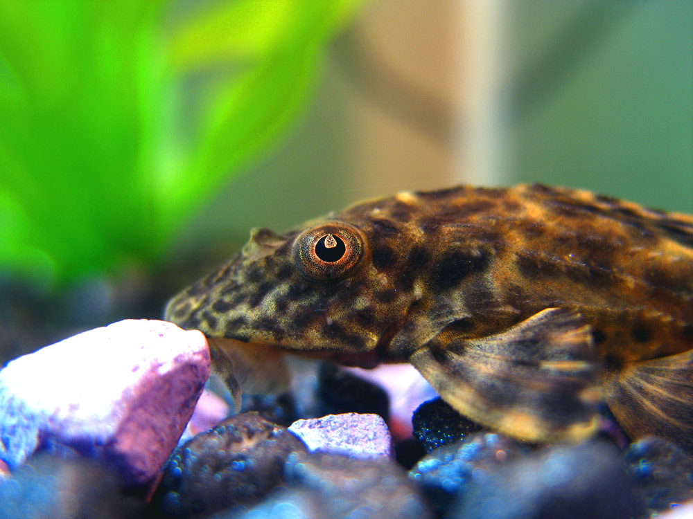 Photography by wufeisgirl for DesignCrowd (Community Contests) | Design #8980634