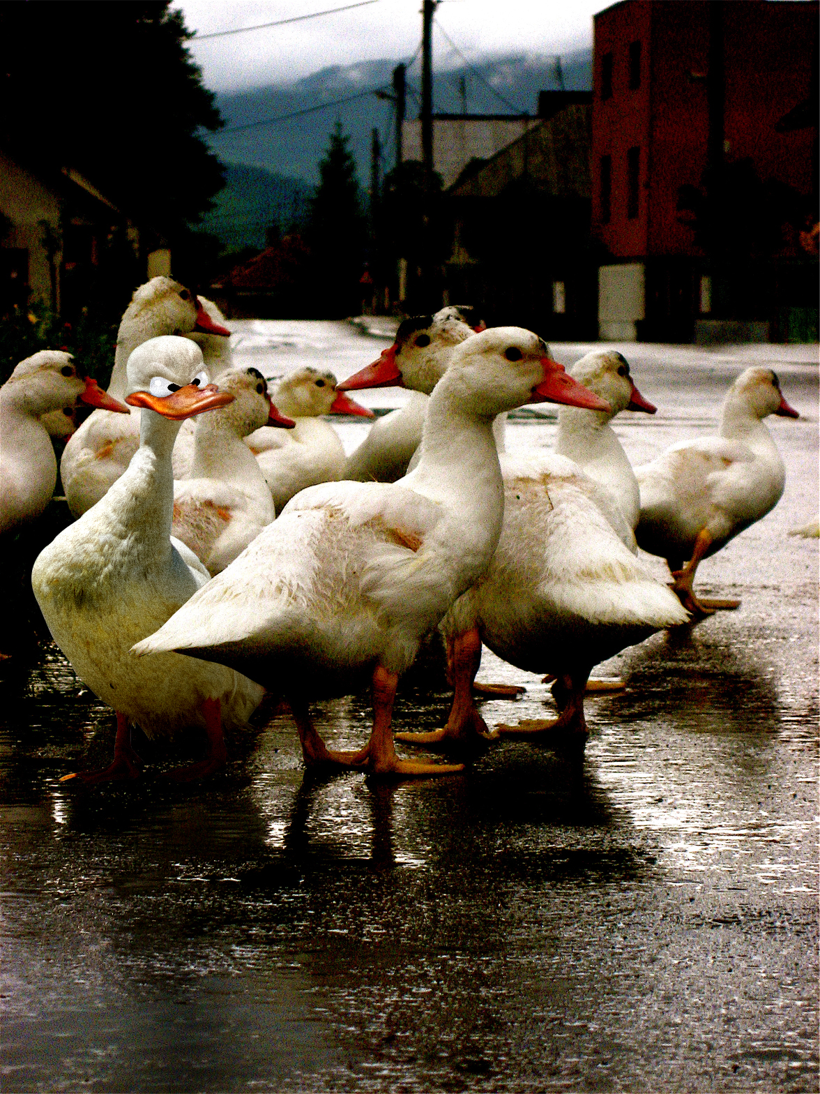 Photoshop Design by jonasbmf for DesignCrowd (Community Contests) | Design #8977124