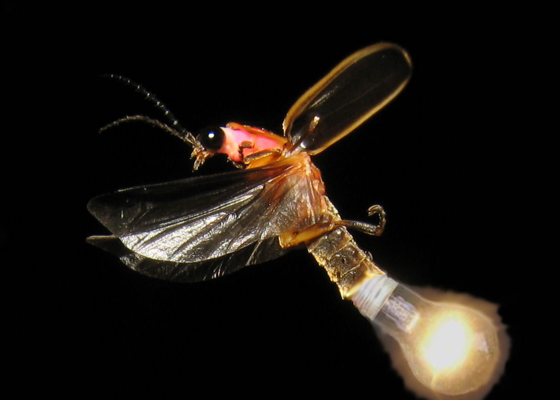 Photoshop-Design von pilcrep für DesignCrowd (Community Contests) | Design #8984158