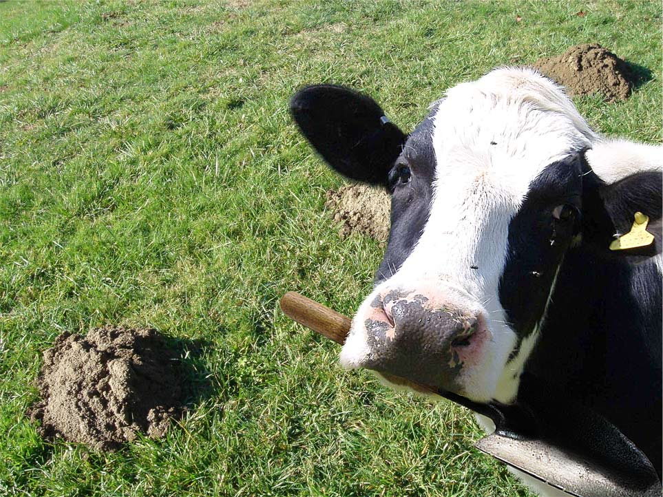 Design Photoshop par raven100 pour DesignCrowd (Community Contests) | Design #8984149