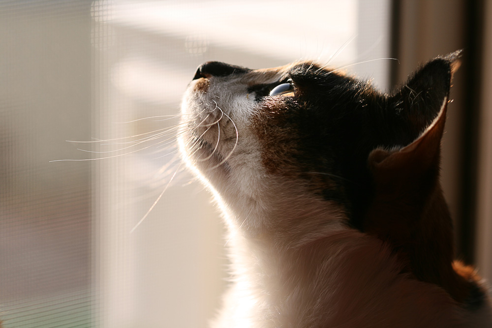 Photographie par Qofcheez pour DesignCrowd (Community Contests) | Design #8980658