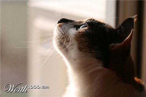 Photography by Qofcheez