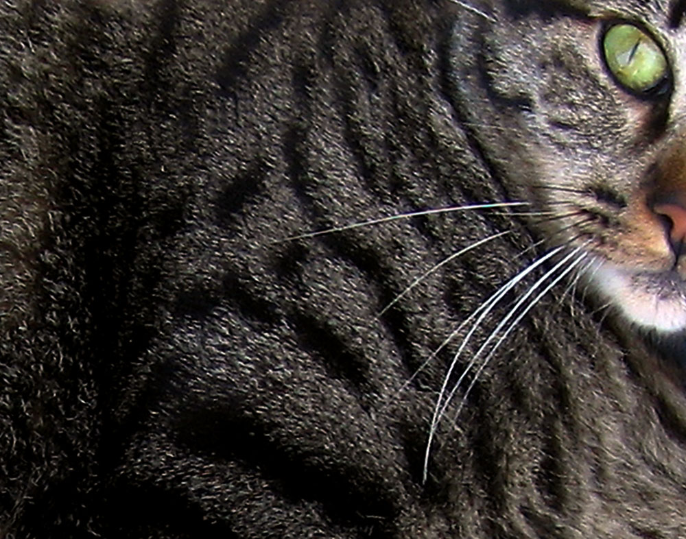 Photographie par jhwdesigns pour DesignCrowd (Community Contests) | Design #8977747