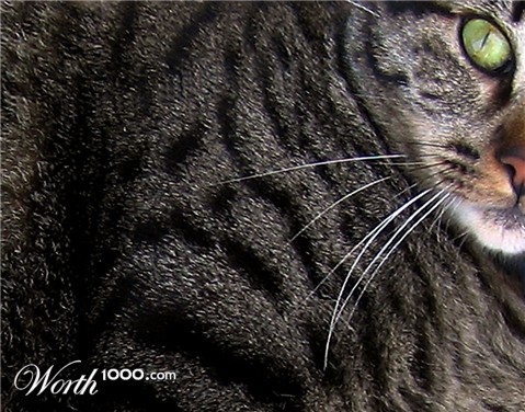 Photography by jhwdesigns