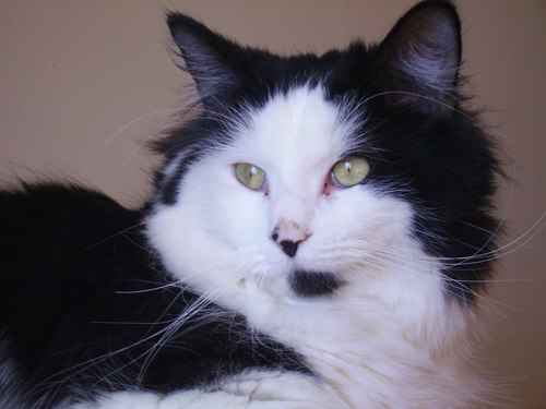 Fotografía por bebeboutchoux1 para DesignCrowd (Community Contests) | Diseño #8980688