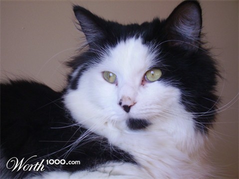 Photography by bebeboutchoux1