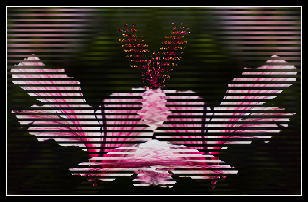 Fotografie von kimbomac für DesignCrowd (Community Contests) | Design #8983643