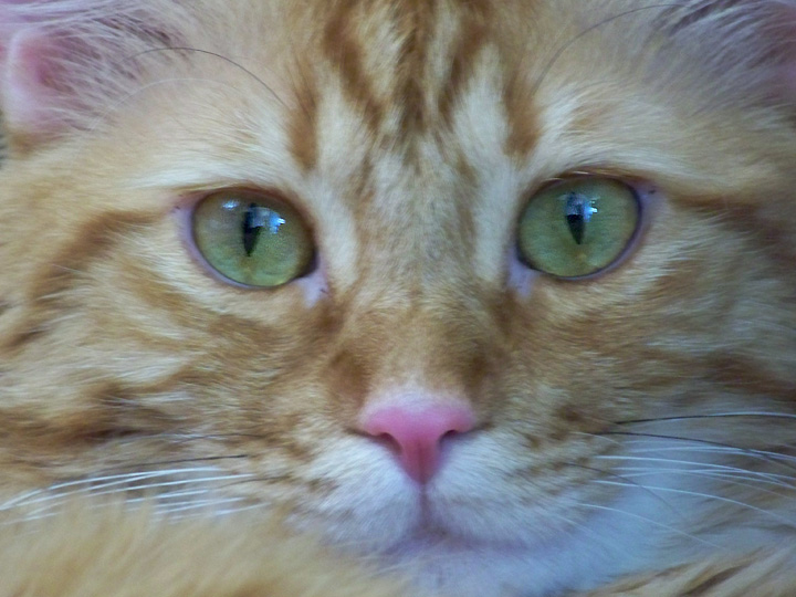 Photography by PsychoKittn for DesignCrowd (Community Contests) | Design #8977759