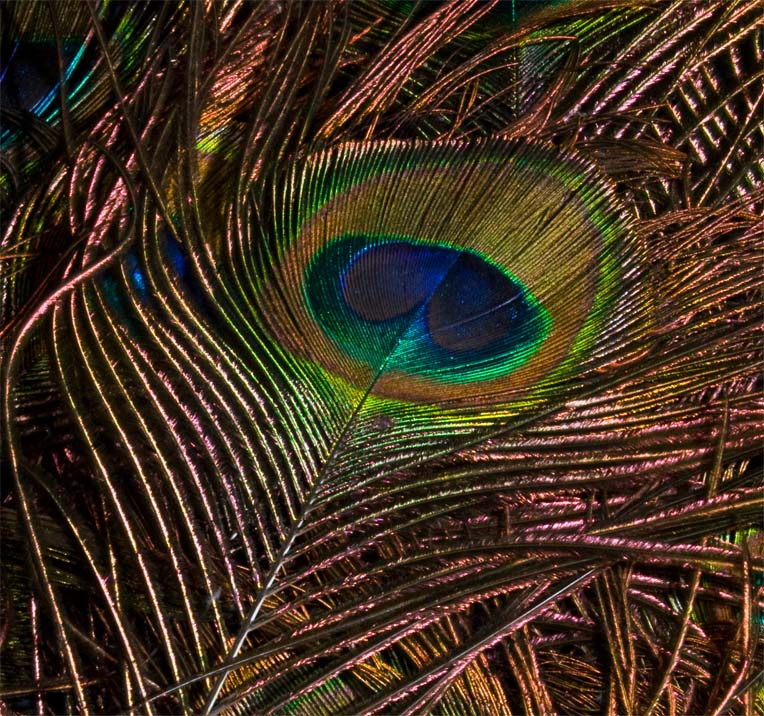 Photography by ClickChick for DesignCrowd (Community Contests) | Design #8977731