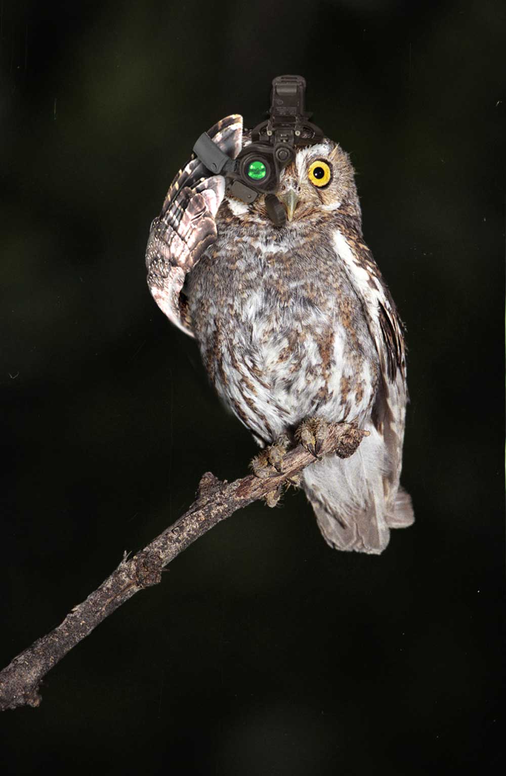 Photoshop Design by eakilit for DesignCrowd (Community Contests) | Design #8978027