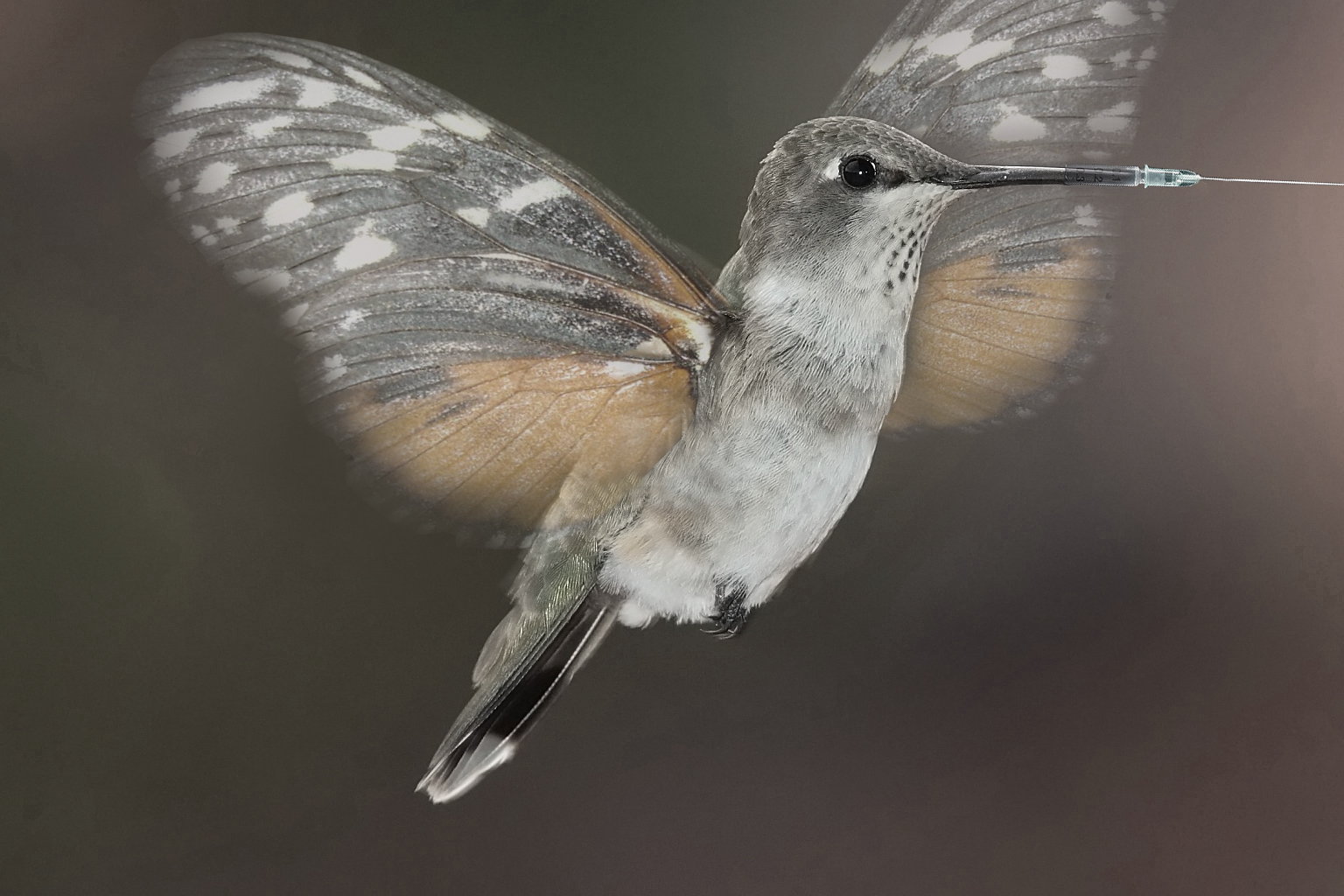 Photoshop Design by Mark66613 for DesignCrowd (Community Contests) | Design #8978049