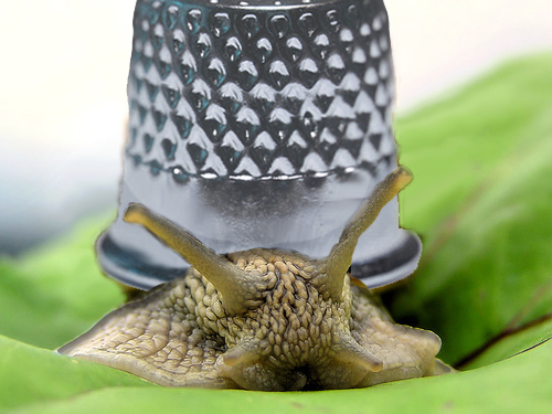 Photoshop-Design von pilcrep für DesignCrowd (Community Contests) | Design #8978132