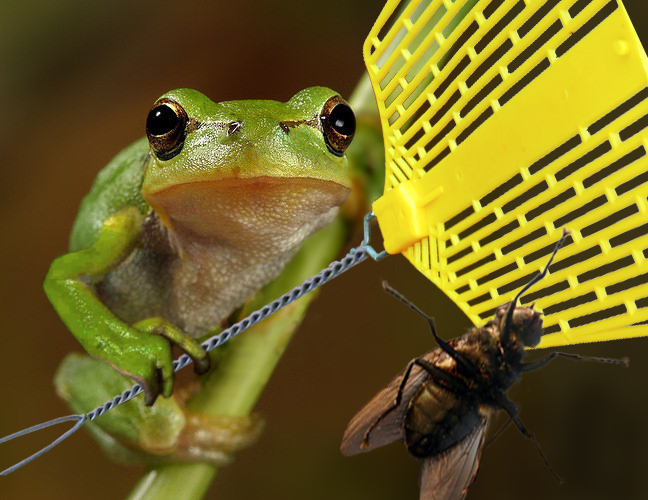 Photoshop Design by pvictory for DesignCrowd (Community Contests) | Design #8978087