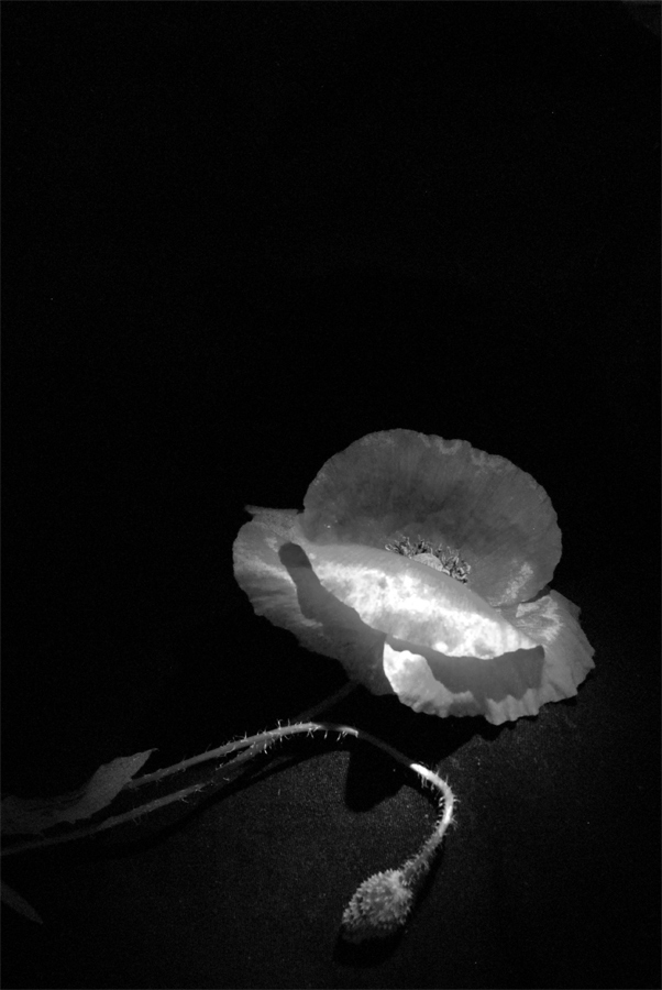 Photographie par 2carmen7 pour DesignCrowd (Community Contests) | Design #8981920