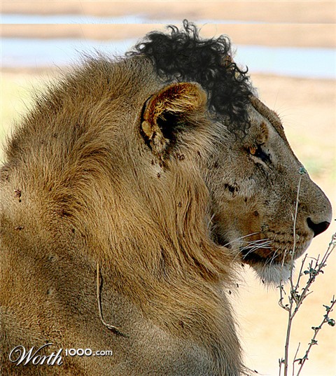 Photoshop Design by bacarrat