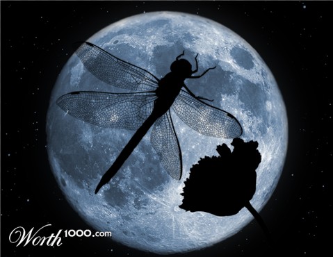 Photoshop Design by Bahamo