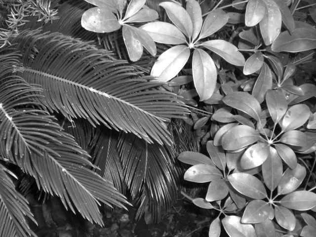 Photography by x0xmackenziex0x for DesignCrowd (Community Contests) | Design #8981990