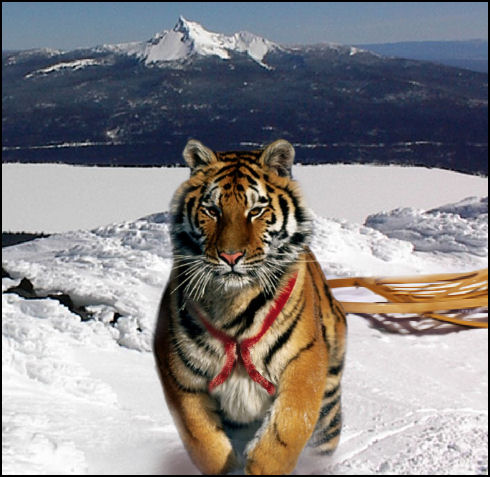 Photoshop Design by mandabear1023 for DesignCrowd (Community Contests) | Design #8982287