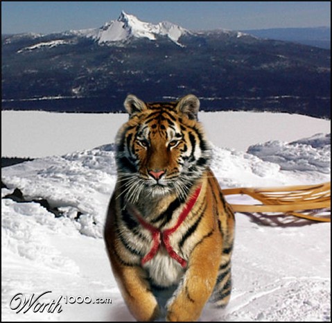 Photoshop Design by mandabear1023