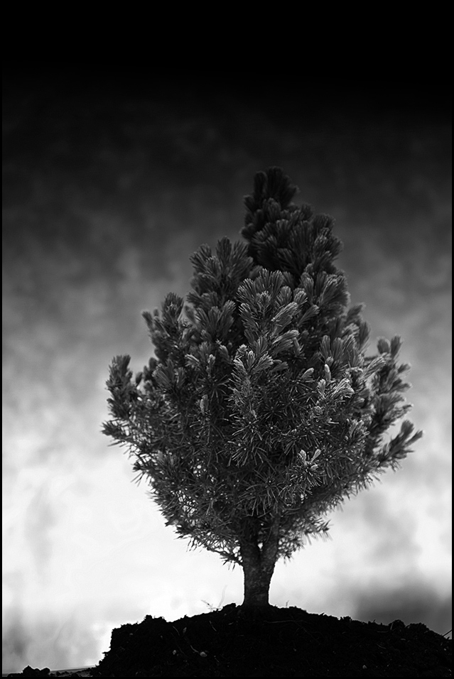 Photography by MeLummy for DesignCrowd (Community Contests) | Design #8981889