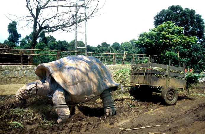 Photoshop Design by killrbeaver for DesignCrowd (Community Contests) | Design #8982427