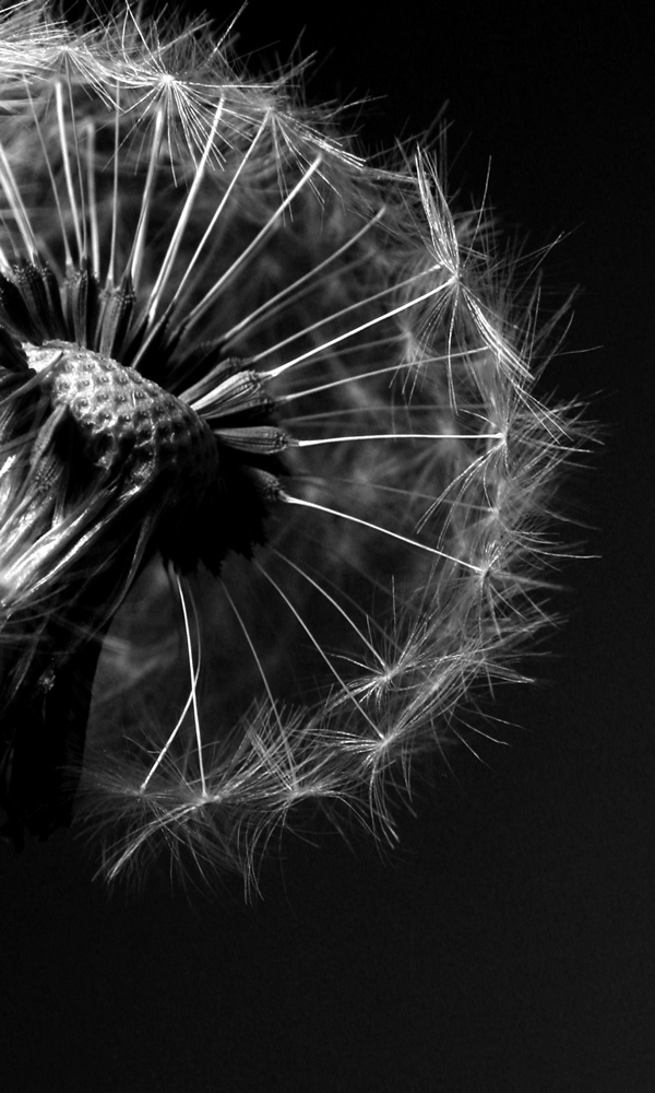 Photography by charizz for DesignCrowd (Community Contests) | Design #8981941