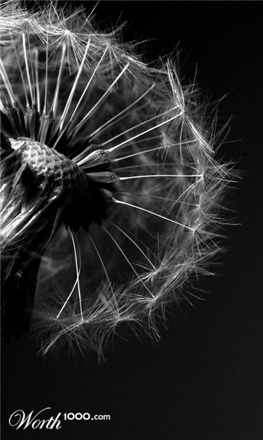 Photography by charizz