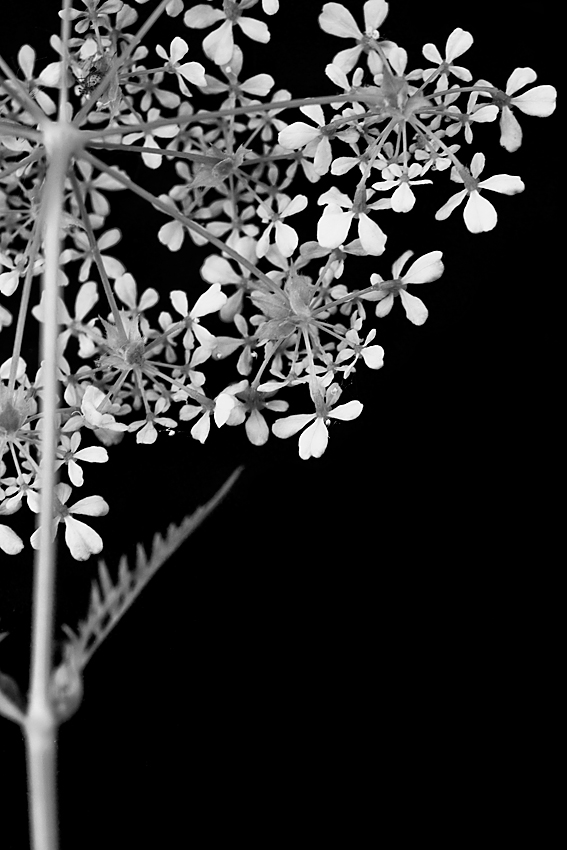 Photography by Marian for DesignCrowd (Community Contests) | Design #8981883