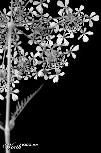 Photography by Marian