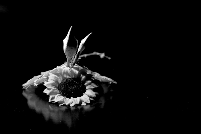 Photography by savagebrut for DesignCrowd (Community Contests) | Design #8981868