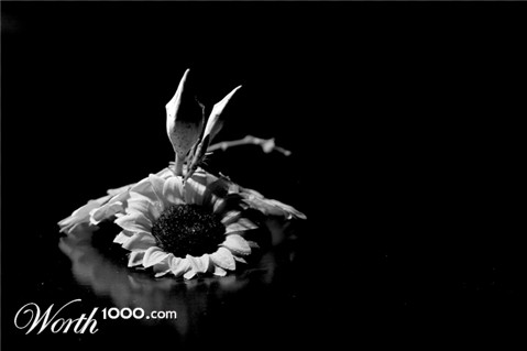 Photography by savagebrut