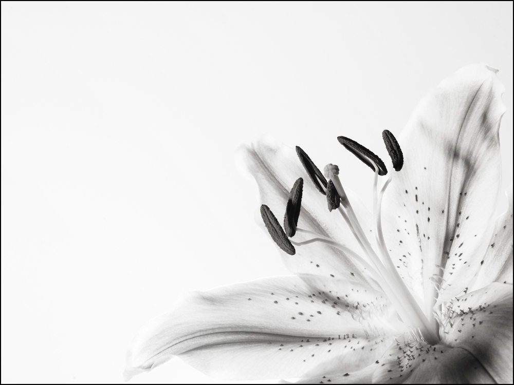 Fotografía por kimbomac para DesignCrowd (Community Contests) | Diseño #8981903