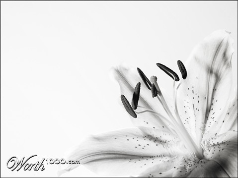 Photography by kimbomac