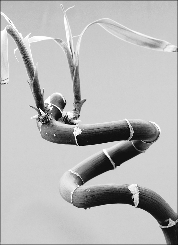 Photography by secretatlantis for DesignCrowd (Community Contests) | Design #8981932