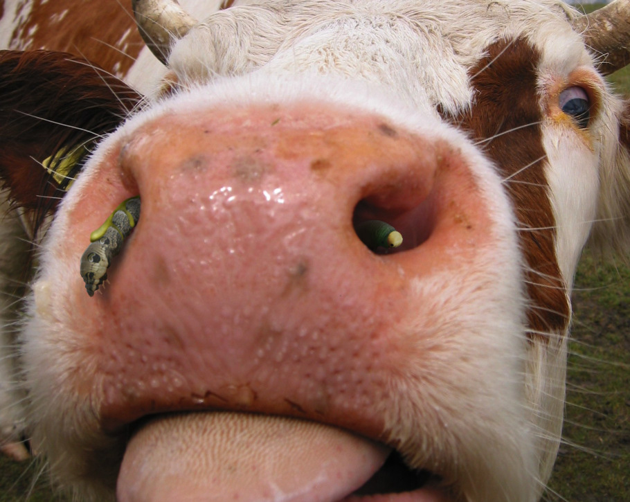 Photoshop Design by doehlman for DesignCrowd (Community Contests) | Design #8983277