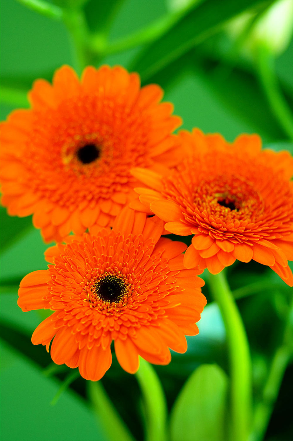 Fotografie von Argonaut1973 für DesignCrowd (Community Contests) | Design #8976977