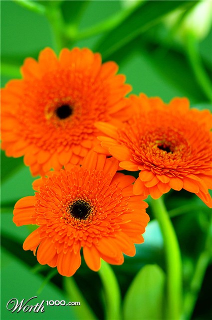 Photography by Argonaut1973