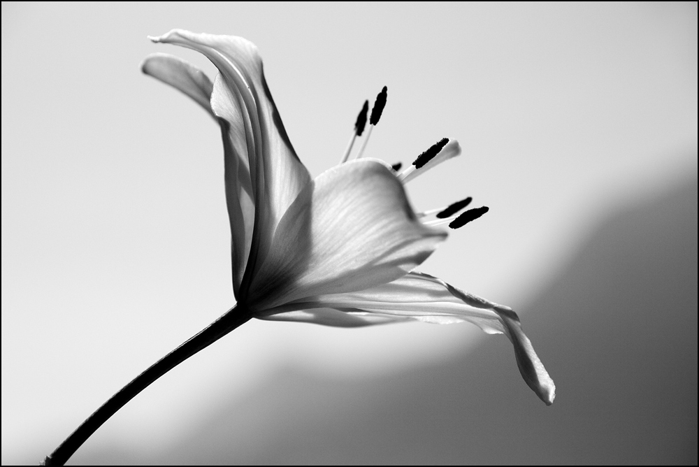 Photography by Pr4ktic for DesignCrowd (Community Contests) | Design #8982023