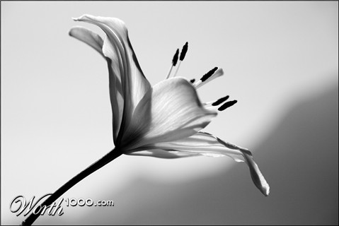 Photography by Pr4ktic