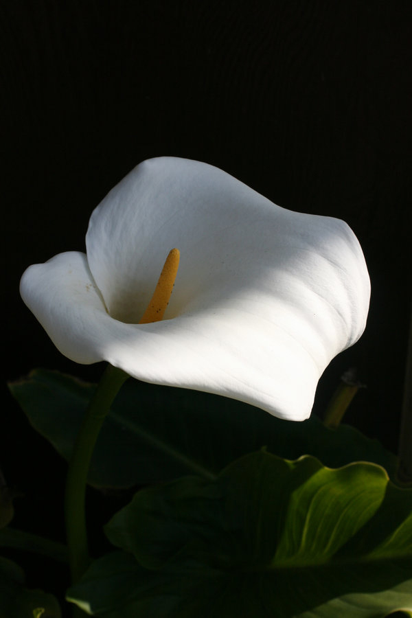 Photography by Viciousvixievenus for DesignCrowd (Community Contests) | Design #8976981