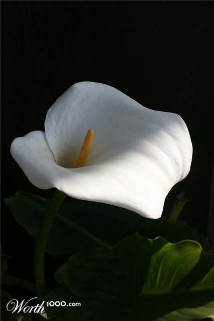 Photography by Viciousvixievenus