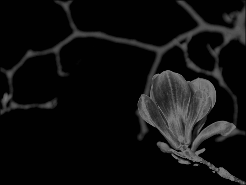 Fotografie von egonlinden für DesignCrowd (Community Contests) | Design #8982019