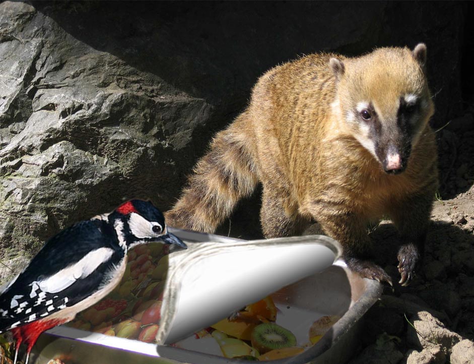 Photoshop Design by bicyclewilli for DesignCrowd (Community Contests) | Design #8983316