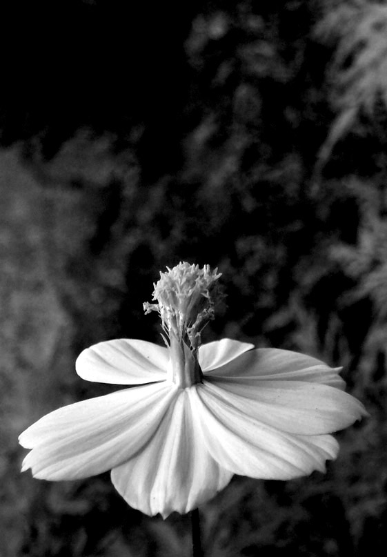 Photography by vastopenspaces for DesignCrowd (Community Contests) | Design #8982014