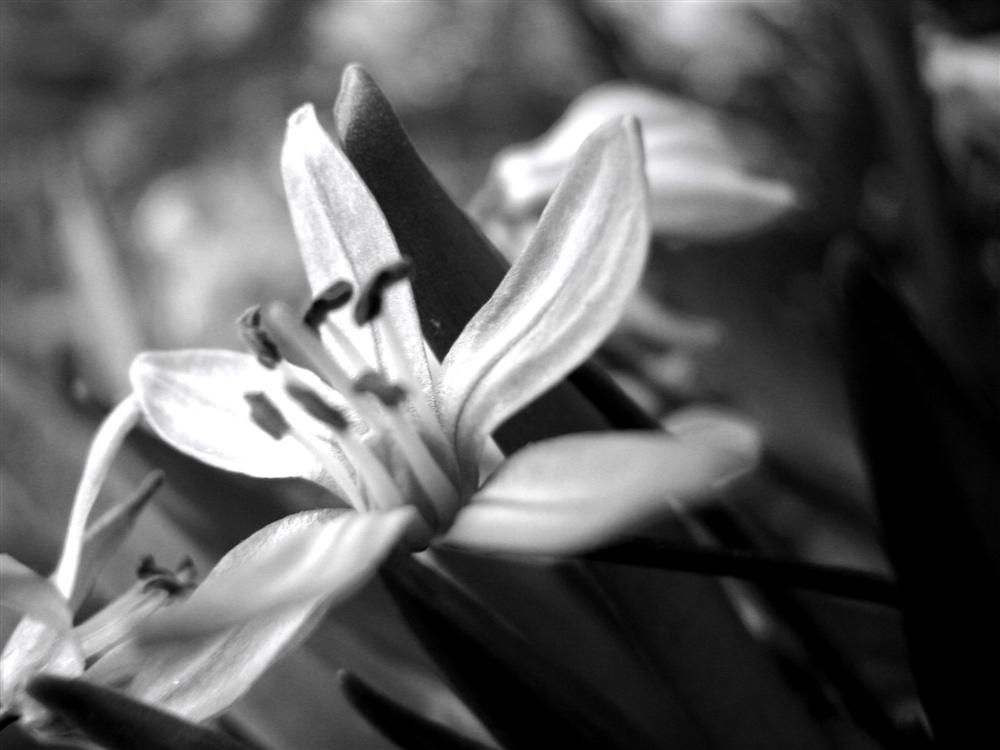 Photography by majicdolphin for DesignCrowd (Community Contests) | Design #8982046