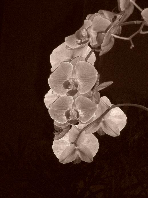 Photography by bestpicturesever for DesignCrowd (Community Contests) | Design #8976985