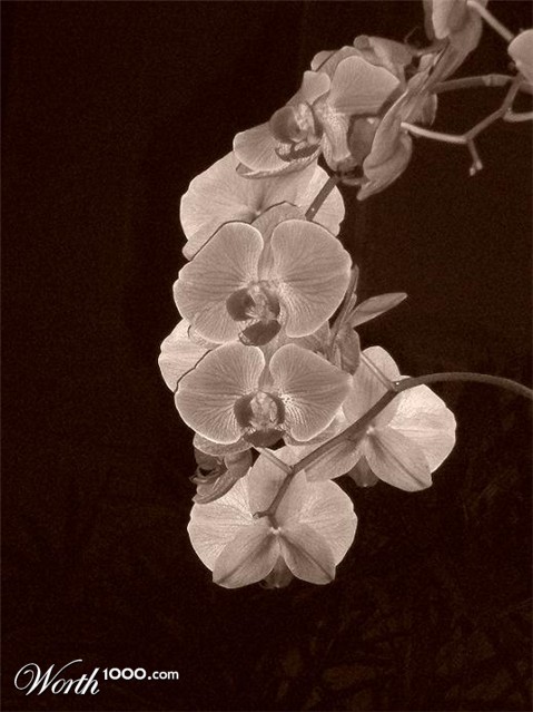 Photography by bestpicturesever