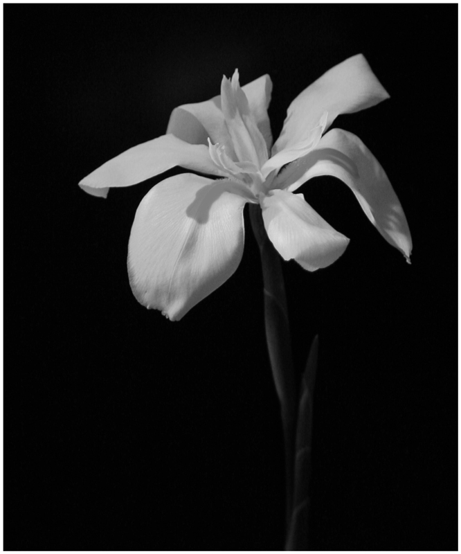 Fotografie von NobleSavage für DesignCrowd (Community Contests) | Design #8982040